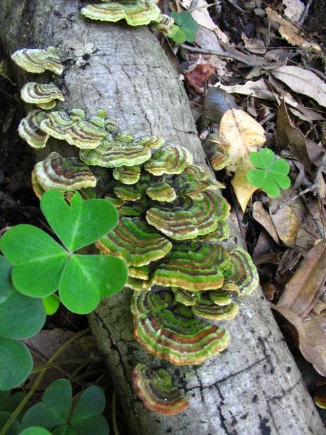 Chicken Of The Woods, Turkey Tail Mushroom, Mushroom Pictures, Turkey Tail, Growth And Decay, Lichen Moss, Plant Fungus, Mushroom Fungi, Mushroom Decor