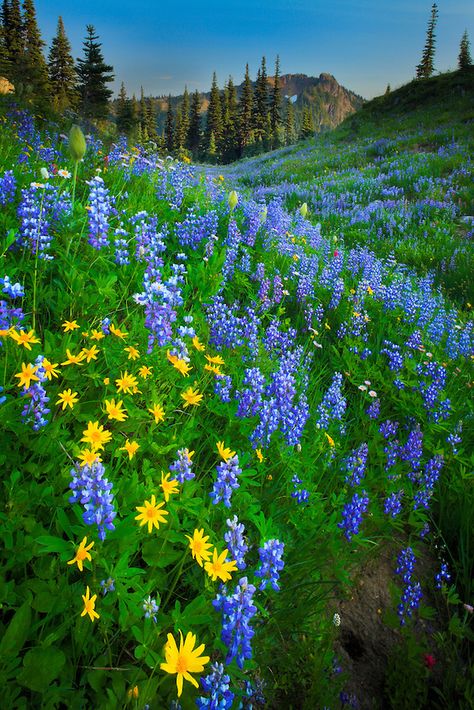 Mount Rainier National Park, Flower Landscape, Landscape Scenery, Flower Field, Blue And Yellow, Mount Rainier, Amazing Nature, Nature Pictures, Nature Beauty