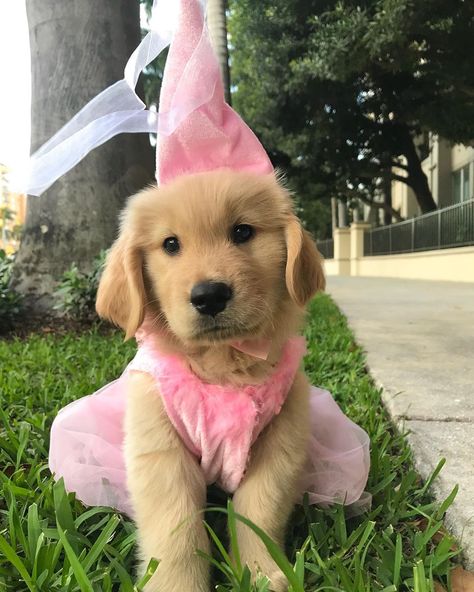 Ellie Mae, 2 Months Old, A Puppy, 2 Months, Baby Clothing, Buzzfeed, Halloween, On Instagram, Instagram