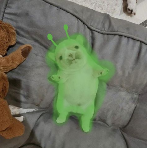 Dog Cursed Image, Cursed Furby Images, Mulch Dog, Gmail Dog, Alien Dog, Gleep Glorp, Dog Memes Funny Icons, Dog Memes Cute, Evil Cat