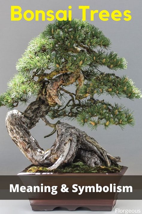 Do you grow bonsai trees? Here's what bonsai tree means and represents #bonsai #bonsaitree #bonsaitrees #bonsaiplants #plants #houseplants #indoorplants #florgeous Bonsai Lotus Flower, Bonsai Tree Meaning, Bonzi Trees Tattoo, Bonzi Trees, Bonsai Tree Tattoo, Container Trees, Bonsai Meaning, Elegant Plants, Tree Meanings