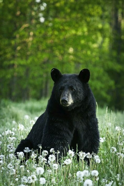 hey bear... Bear Spirit Animal, Black Animals, Bear Art, Bear Stuffed Animal, 영감을 주는 캐릭터, Black Bear, Animal Photo, Nature Animals, Animals Friends