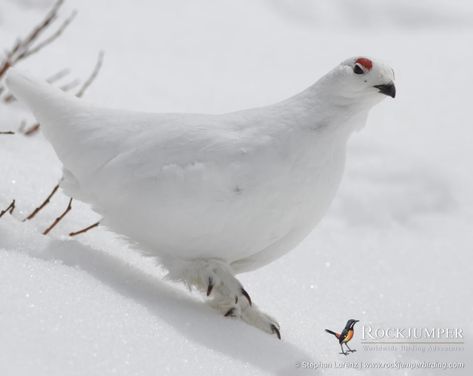 Rock Ptarmigan Willow Ptarmigan, Photo Of The Day, Cute Little Animals, Birdy, Love Birds, Wildlife Photography, Pigeon, Pet Birds, Cute Animals