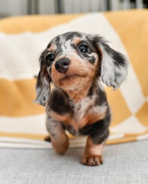 Dachshund Colors, Dapple Dachshund Puppy, Baby Dachshund, Dachshund Puppies For Sale, Dachshund Puppy Miniature, Cute Dogs Images, Hybrid Dogs, Dapple Dachshund, Cute Animals Puppies