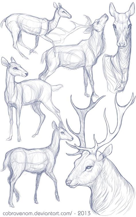 Deer Drawing, Regnul Animal, Animal Drawings Sketches, Drawing Eyes, Drawing Hair, Animal Study, Deer Art, Arte Sketchbook, Arte Inspo