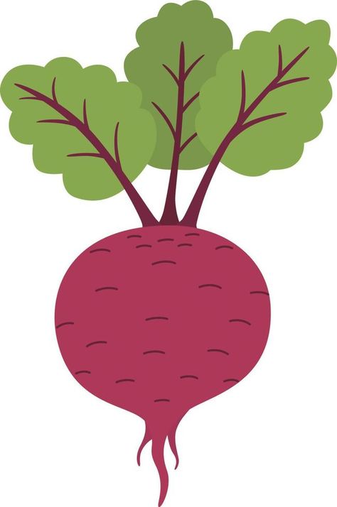 Fresh beet with leaf. Natural Root. Beet Root, Fresh Beets, Vector Infographic, Beets, Easy Drawings, Crafts For Kids, Vector Free, Clip Art, Drawings