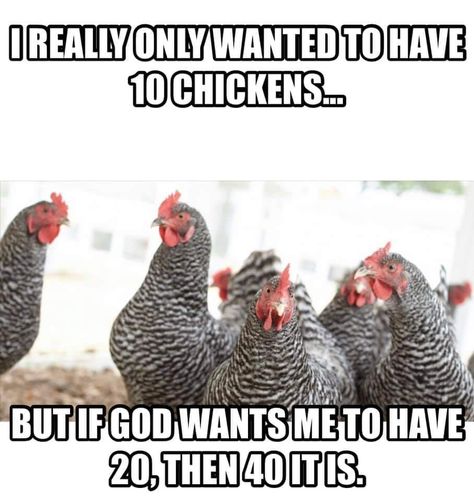 Chicken math! Chicken Math, Chicken Quotes, Chickens For Sale, Backyard Chicken Farming, Chicken Garden, Crazy Chicken Lady, Cute Goats, Chicken Lady, Baby Chickens