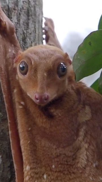 Flying Lemur, Philippine Islands, Strange And Unusual, Exotic Animals, Interesting Animals, Unusual Animals, Unique Animals, Exotic Pets, Southeast Asia