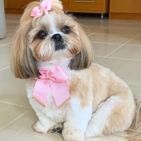 https://t.me/adoptshihtzupuppies Shihtzu Hairstyle, Gwen Haircut, Corte Shitzu, Shitzu Haircuts, Shitzu Dogs Haircuts, Shorkie Dogs, Shih Tzu Hair Styles, Dog Grooming Shih Tzu, Shih Tzu Puppy Cut