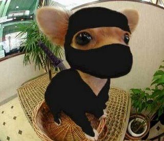 Ninja chihuahua..... Just found Lilly,s Halloween costume for this year! Karate Dog, Chihuahua Funny, Animal Costumes, Cute Chihuahua, Chihuahua Love, Chihuahua Puppies, Dog Costumes, Dog Costume, Pet Costumes