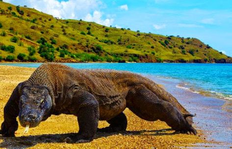 http://oasisofindonesian.blogspot.com/2014/12/komodo-island-is-island-of-komodo.html Pulau Komodo, Large Lizards, Komodo National Park, Komodo Island, Komodo Dragon, Labuan, Denpasar, Komodo, Reptiles And Amphibians