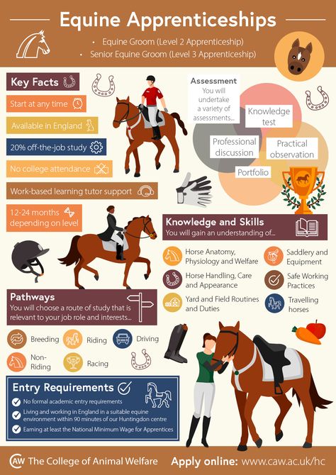 Whether you’re looking to begin an exciting career in horse care🐎, or have been working in the equine industry for some time, our equine apprenticeships can help you reach your career goals. They develop industry recognised horse care skills🐴, and allow you to tailor your learning to your job role by choosing from a range of specialised study pathways. ✅ Check out our infographic or visit our website to learn more.  #horse #horses #equine #horsecare #care #welfare #infographic #animals #pets Horse Infographic, Horse Terminology, Equine Studies, Facts About Horses, Job Titles, Equine Care, Horse Lessons, Horse Information, Healthy Horses