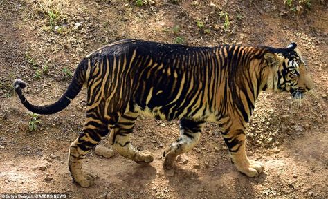 Melanistic Animals, Tiger Images, Tiger Pictures, Rare Cats, The Jungle Book, Black Tiger, Black Tigers, Tiger Art, Rare Animals