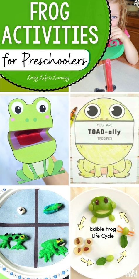 Is your homeschool frog lesson coming up? You can easily teach your kids   about the frog life cycle, anatomy, habitat, and abilities with these   Frog Activities for Preschoolers! They can also learn some fun frog   facts or trivia while they are enjoying these fun and engaging   activities. Perfect addition to your list of the best spring season   activities for kids. Season Activities For Kids, Spring Season Activities, Frog Activity, Amphibians Activities, Frog Life Cycle Activities, Prek Learning, Season Activities, Frog Facts, Frog Activities