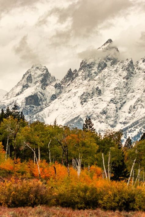 Check out "Grand Teton Fall Colors" in Grand Teton National Park, WY Aspen Watercolor, Autumn Adventures, Fall Creek, National Parks Photography, 2025 Vision, National Park Posters, Road Trippin, Park Art, Watercolor Trees