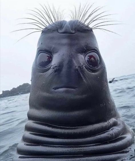 Is this a Seal looking upwards or a strange looking alien with wild hair and a small mouth rising from the water? Ghost Pirate, Angry Man, Woodstock 1969, Cute Sketches, Bon Weekend, Cute Birds, Animal Shelter, Looking Up, Cat Memes