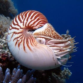 Nautilus Photography, Nautilus Tattoo, Giant Pacific Octopus, Chambered Nautilus, Sea Snail, Beautiful Sea Creatures, Nautilus Shell, Underwater Creatures, Aquatic Animals