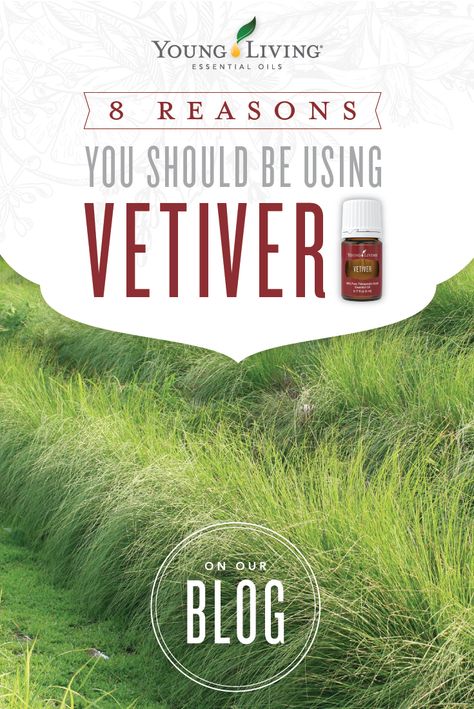 Vetiver Young Living, Useful Facts, Vetiver Oil, Essential Oil Education, Snoring Remedies, Vetiver Essential Oil, Oils For Sleep, Yl Essential Oils, Essential Oil Benefits