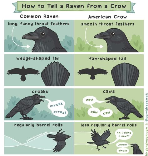 American Crow, A Crow, Crows Ravens, The Raven, Animal Facts, Crows, An Animal, Drawing Tips, Ravens