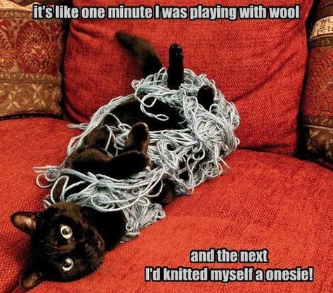 Yarn Humor, Adventure Cat, Knitting Humor, Crochet Humor, A Black Cat, Cats Meow, Funny Animal Pictures, Crazy Cat Lady, Animal Memes