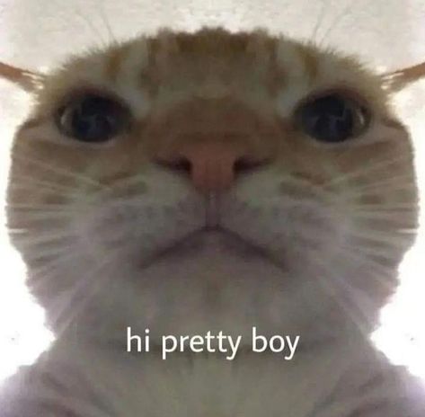 Selfie Cat, Reaction Photos, Funny Reaction, Reaction Images, Funny Reaction Pictures, Cute Memes, Reaction Memes, Silly Cats, Reaction Pics