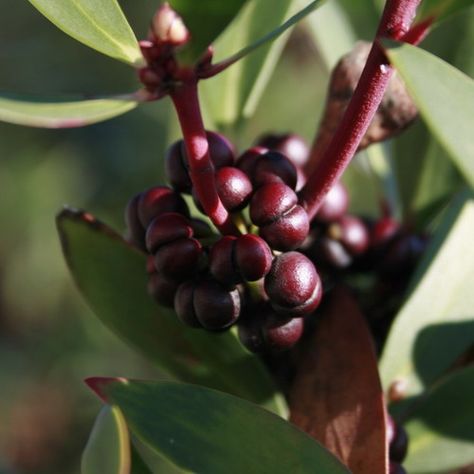 Pepper Berry, Bush Tucker, Berry Plants, Alpine Plants, Edible Landscaping, Wet Dreams, Native Garden, Farm Gardens, Edible Garden