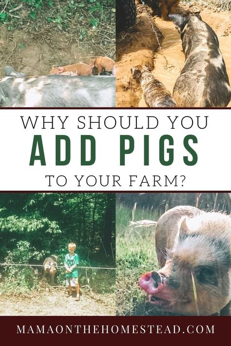 Are you trying to decide what type of livestock would be best for your farm? Here are 7 reasons why you should consider raising pigs on your homestead. #pigs #raisingpigs #pasturedpigs #livestock #homesteading #homesteadanimals #farmanimals #homesteadlife #homesteadmama Pastured Pigs, Raising Livestock, Homestead Animals, Starting A Farm, Pig Breeds, Raising Pigs, Modern Homestead, Homestead Ideas, Homesteading Diy