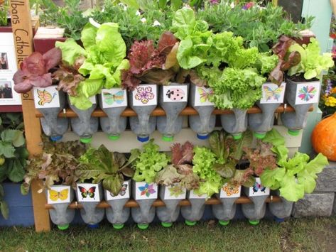 milk bottles as planters | Sandra's Garden Bottle Planters, Tomato Problems, Tomato Growers, Tomato Planter, Growing Organic Tomatoes, Growing Tomato Plants, Types Of Tomatoes, Tomato Farming, Varieties Of Tomatoes