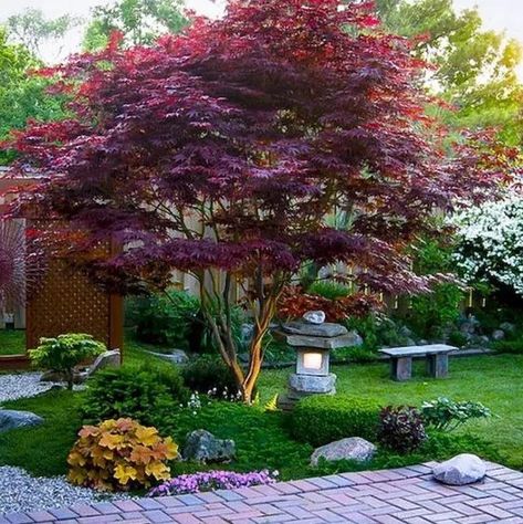 grass, shrubs, bold blooms and a red maple, a stone lantern plus a stone bench for a bold modern Japanese front yard Bloodgood Japanese Maple, Low Maintenance Landscaping Front Yard, Japanese Garden Landscape, Small Front Yard Landscaping, Front Yard Design, Japanese Garden Design, Sloped Garden, Japanese Maple Tree, Acer Palmatum