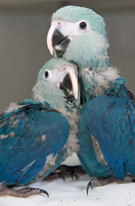 Spix's Macaw babies at ACTP in March 2011. Blue Spix Macaw, Spix Macaw, Blue Macaws, Blue Hyacinth, Parrot Feather, Blue Macaw, African Grey Parrot, Extinct Animals, Rare Birds