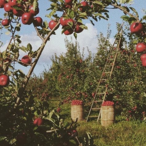 North Carolina Winter, Cottage Core Aesthetic, Asheville North Carolina, Apple Orchard, Vintage Americana, Apple Picking, Fruit In Season, Asheville, Travel Usa