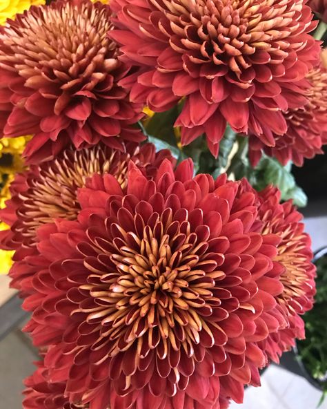 #redmagna #disbud #mums 🍁 #instocknow #whatsupinmycooler Focal Flowers, Floral Design Classes, Flower Identification, Mums Flowers, Design Flower, Wedding Florals, Chrysanthemum, Study Guide, Floral Designs