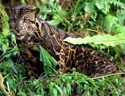 Newest big cat species the Sunda Clouded Leopard is actually two different animals. Leopard Pictures, Big Cat Species, Black Footed Cat, Amur Leopard, Clouded Leopard, Rare Cats, Jungle Cat, Endangered Animals, Domestic Cat