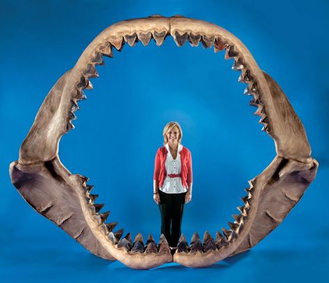 Largest reconstructed jaws of C. Megalodon.   -   Aaand and I just shat myself. Megalodon Jaw, Shark Jaws, Big Shark, Megalodon Shark, Fossil Teeth, Shark Fishing, Extinct Animals, Dinosaur Fossils, Prehistoric Creatures