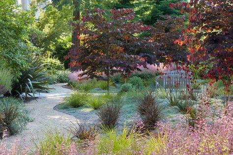 Cercis canadensis 'Merlot' - Even Non Wine Drinkers Will Want To Plant One | PITH + VIGOR by Rochelle Greayer Flagstone Steps, Backyard Features, Cercis Canadensis, Flagstone Pavers, California Outdoor, Eastern Redbud, Landscape Gardening, Hgtv Garden, Redbud Tree