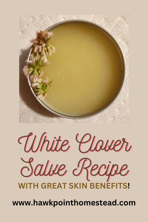 This recipe for how to make white clover salve is an easy-to-make useful flower salve. Making salves from flowers, herbs, and other medicinal plants and weeds is a fun beneficial activity. This salve made from white clover has healing benefits for the skin. Yarrow Salve, Apple Blossom Recipe, Herbal Salve Recipes, Homesteading Inspiration, Homestead Blog, Herbal Remedies Recipes, Salve Recipes, White Clover, Herbal Salves