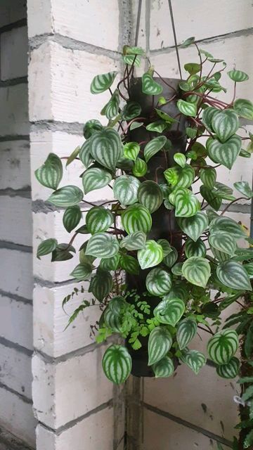 Nanang Setyawan on Instagram: "HANGING PEPEROMIA WATERMELON. Ada yg pengen coba bikin? Commend ya 😁 #hangingplants #peperomiawatermelon #peperomia #plantmakepeoplehappy #houseplantclub" Peperomia Watermelon, Watermelon Peperomia, Peperomia Plant, Dream Plants, Plant Goals, Light Hanging, Hanging Garden, Shade Plants, Plant Collection