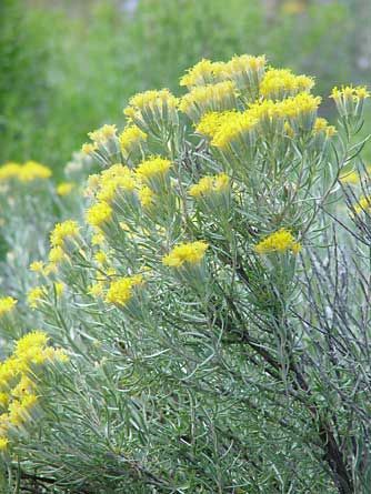 Spineless horsebrush Eastern Washington Native Plants, Eastern Washington Landscaping, Native Plant Landscape, Waterwise Garden, Drought Tolerant Landscape, Eastern Washington, Ponderosa Pine, Water Wise, Biome