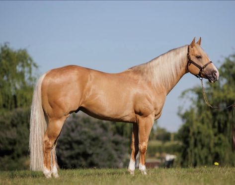 Palomino Quarter Horse, Homesteading Animals, Palomino Horse, Amber Eyes, American Quarter Horse, Kiss My, Horse Photos, Horse Coloring, Pretty Horses