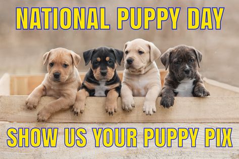 March 23rd is National Puppy Day! Please share and post some of your favorite puppy pictures! Puppy pix are the perfect distraction during these difficult times. www.PetSitters.org #the_napps #nationalpuppyday #puppypix #shareyourpuppyphotos #petsitters #professionalpetsitters National Puppy Day, Puppy Day, Pet Sitters, Pet Holiday, Puppy Pictures, Fb Page, Labrador Retriever, Puppies, Dogs