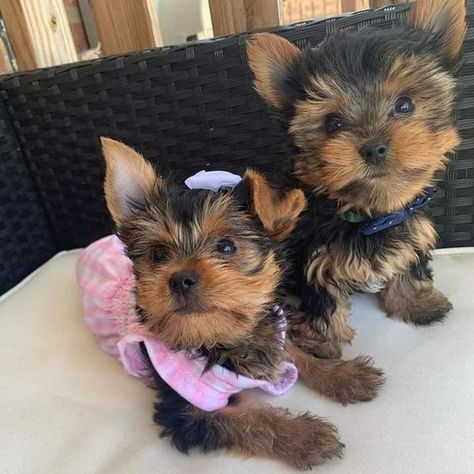 Tea Cup Yorkie, Yorkies Puppies, Cute Puppies For Sale, Teacup Yorkies, Puppy Fever, Puppies For Sale Near Me, Teacup Yorkie Puppy, Most Beautiful Dogs, Yorkie Puppies