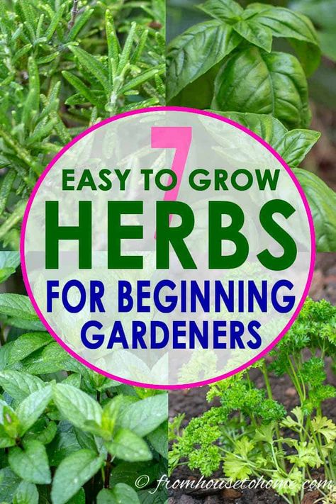 Herbs For Beginners, Easy To Grow Herbs, Herbs Growing, Best Herbs To Grow, Cooking With Fresh Herbs, Gardening Herbs, Easy Herbs To Grow, Herbs List, Outdoor Herb Garden