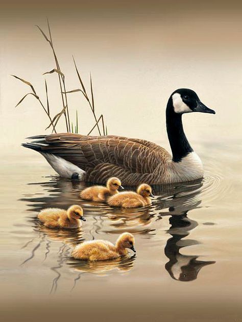 Waterfowl Art, Robert Bateman, Bird Painting Acrylic, Canada Geese, Afrique Art, Duck Art, Wildlife Paintings, Wildlife Artists, Nature Art Painting