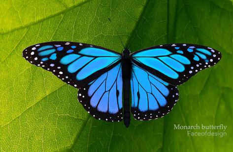 Monarch Butterfly Images, Monarch Butterfly Painting, Blue Monarch Butterfly, Butterfly Colors, Monarch Butterfly Tattoo, Blue Butterfly Wings, Textiles Sketchbook, Butterfly 3d, Beautiful Butterfly Pictures