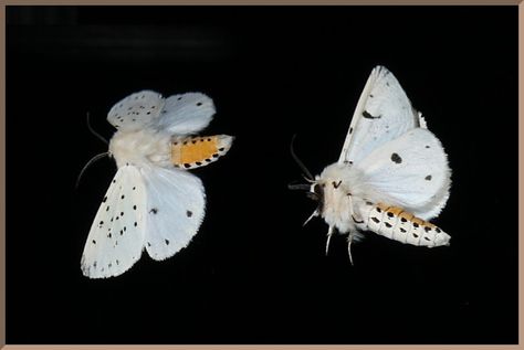 Moths Flying, Uk Moths, White Moths, White Ermine, Lunar Moth Tattoo, Brown Moth, How To Drow, Flower Beard, Moth Fly