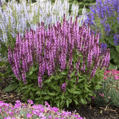 Salvia nemorosa 'Pink Profusion' PP31435 CPBRAF | Walters Gardens, Inc. Perennial Salvia, Salvia Plants, Meadow Sage, Proven Winners Perennials, Salvia Nemorosa, Diy Garden Fountains, Sun Perennials, Border Plants, Pink Plant