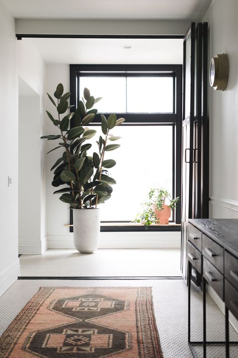 Rubber Plant in tall planter next to a large window with vintage coral rug Tall House Plants, Tall Indoor Plants, Tropical House Plants, Ficus Tree, Indoor Trees, Rubber Plant, Vintage Revival, Low Light Plants, Tall Planters