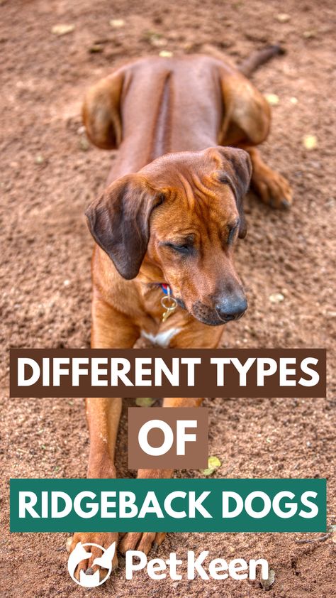 Ridgeback dogs are born with a natural mohawk caused by the hair on their back growing in the opposite direction and feature a one-of-a-kind look that’s sure to impress. Here are three types of Ridgeback dogs you should know about. Black Rhodesian Ridgeback, Rodesien Ridgeback, Rodhesian Ridgeback, Natural Mohawk, Dog Infographic, Thai Ridgeback, Ridgeback Dog, Dog Info, Rhodesian Ridgeback