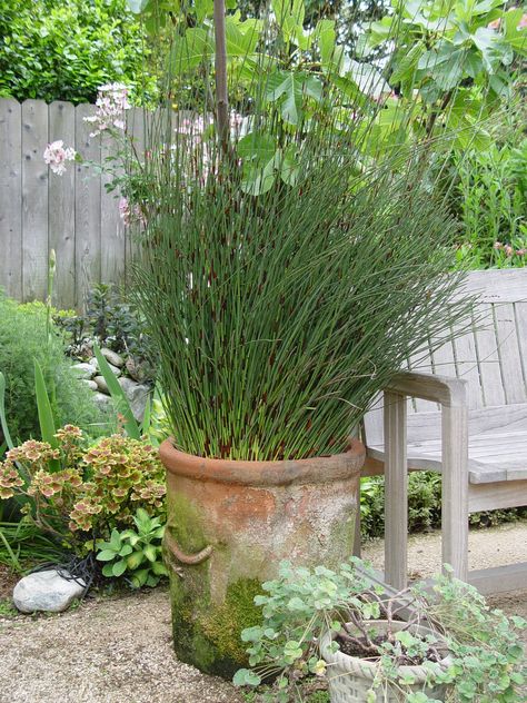 Container gardening with grasses, reeds Grasses For Pots, Container Gardening Fruit, Low Maintenance Landscaping Front Yard, Black Planters, Starting Seeds Indoors, Low Maintenance Landscaping, Patio Plants, Container Gardens, Container Garden