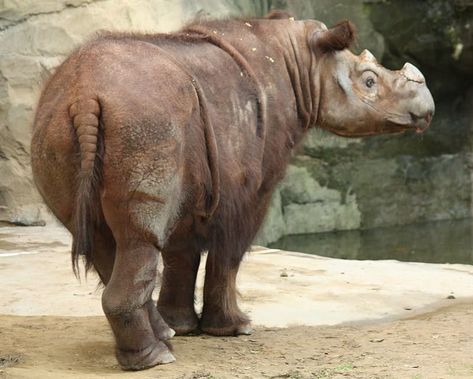 #7 Sumatran Rhino Rhino Facts, Sumatran Rhinoceros, Rhino Species, Sumatran Rhino, Save The Rhino, Woolly Mammoth, Bongos, Nocturnal Animals, Rare Animals